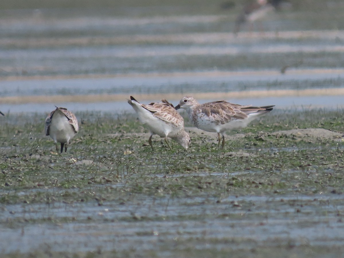 Great Knot - ML613641374