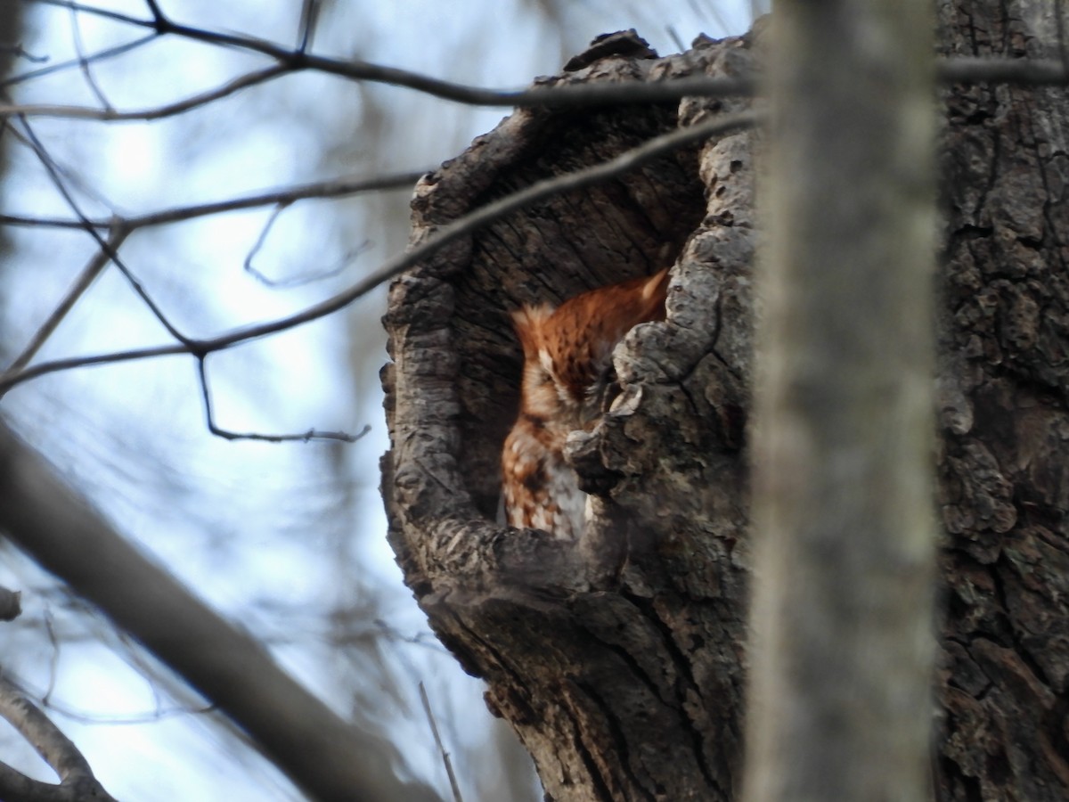 Eastern Screech-Owl - ML613641411