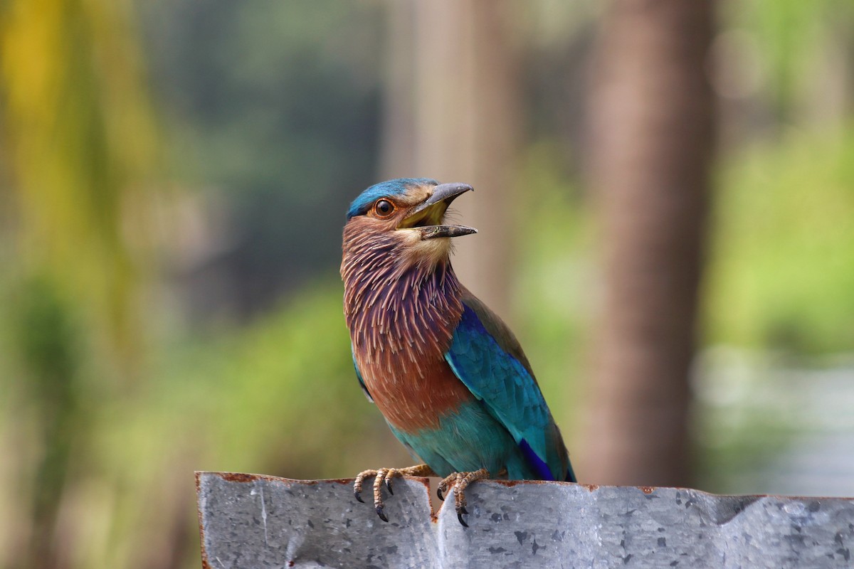 Indian Roller - ML613641439