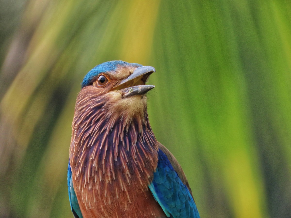 Indian Roller - ML613641440