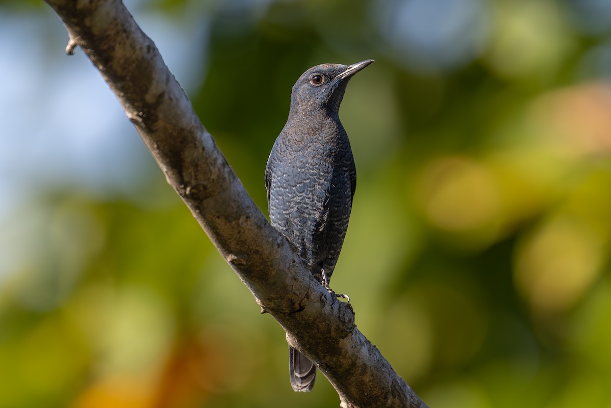 Blue Rock-Thrush - ML613641474