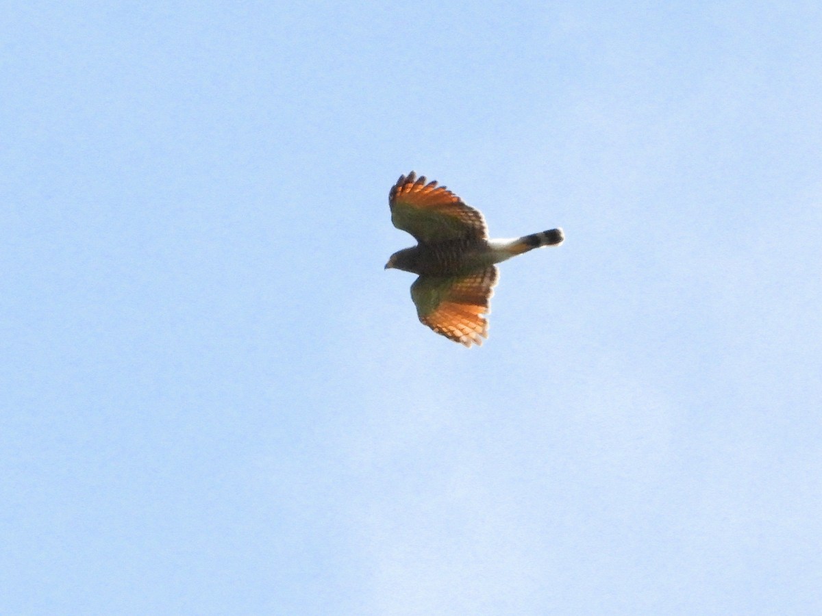 Roadside Hawk - ML613641477