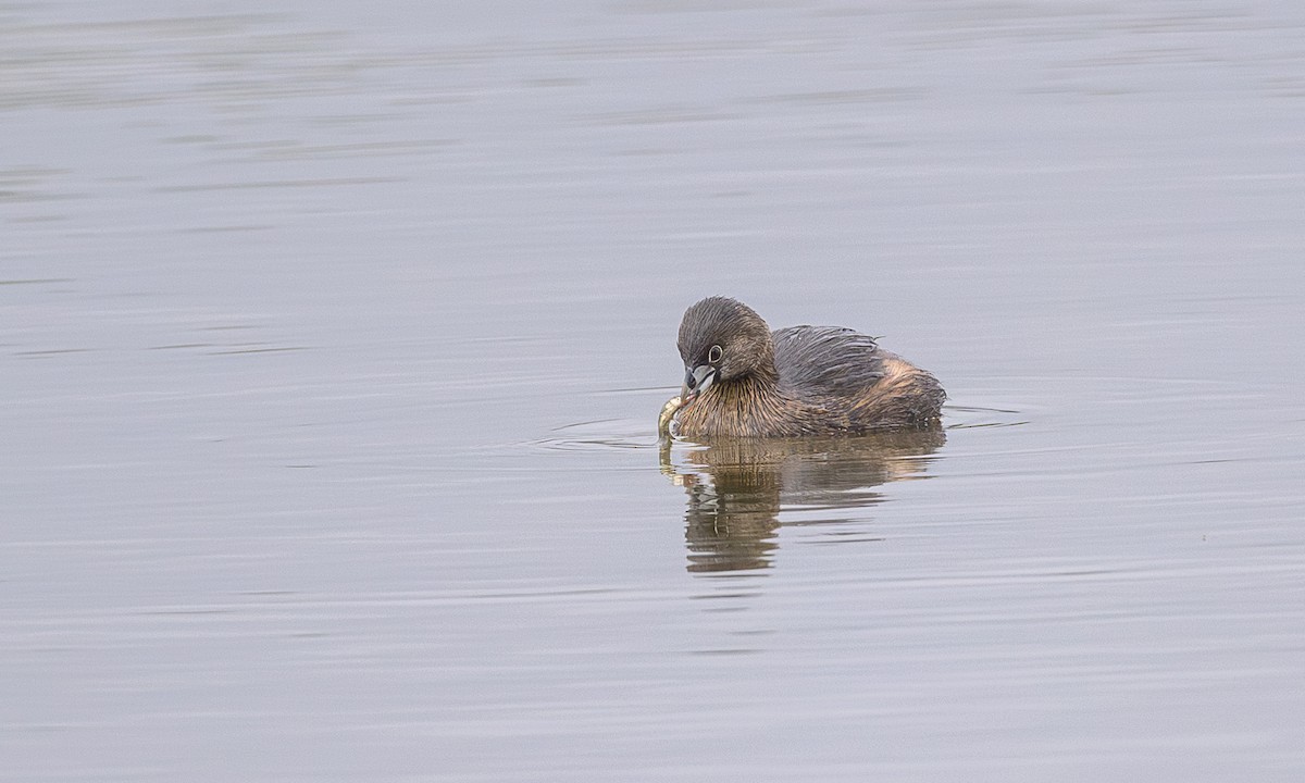 Pied-billed Grebe - ML613641480