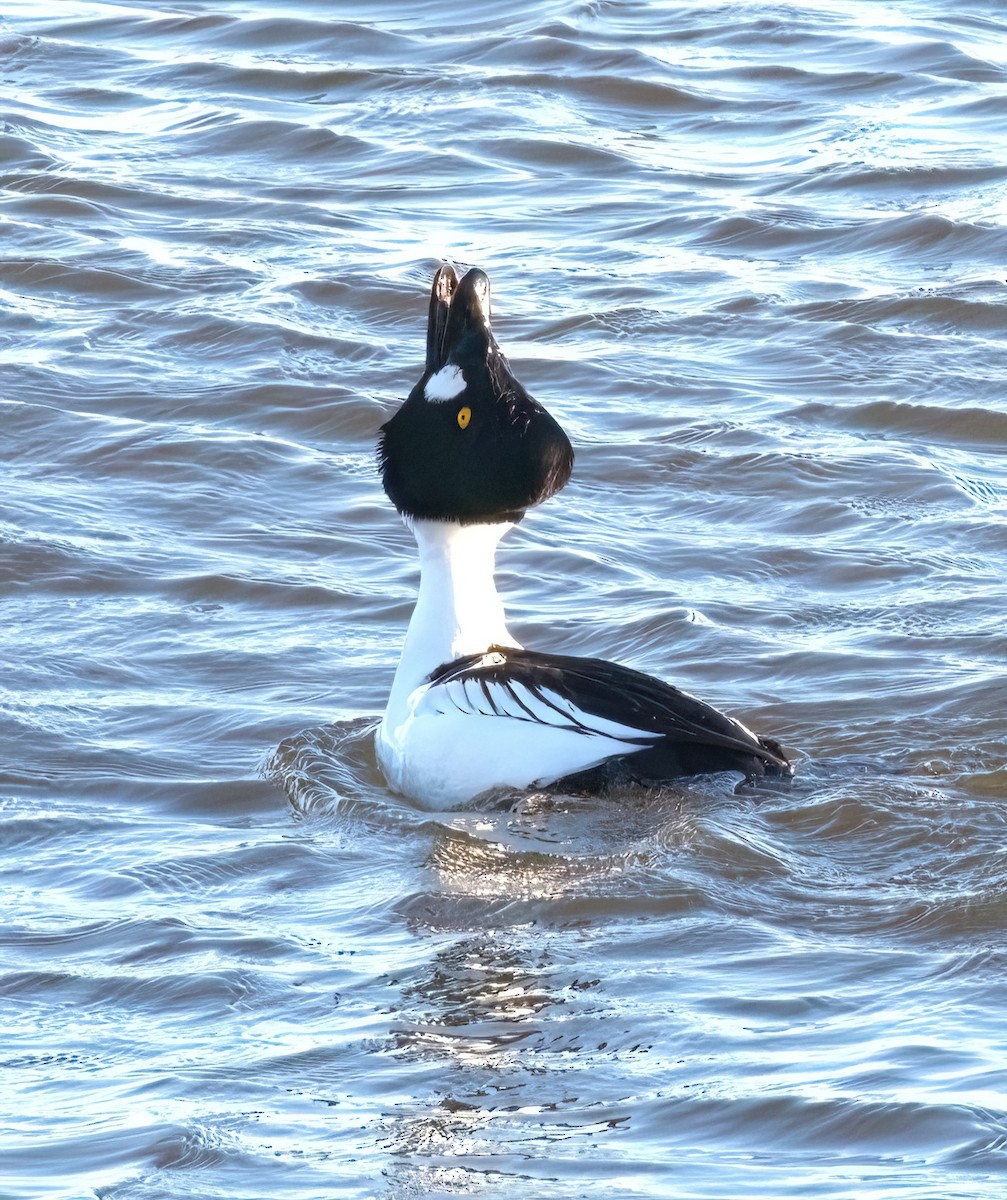 鵲鴨 - ML613641584