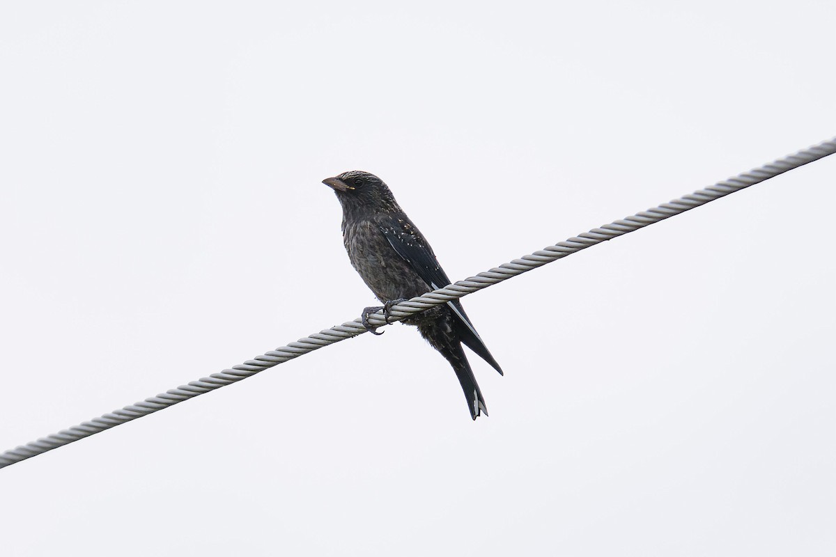 Dusky Woodswallow - Mike Hooper