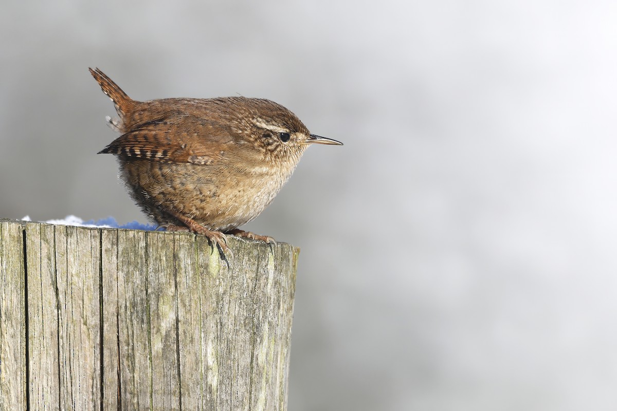 Eurasian Wren (British) - ML613641600