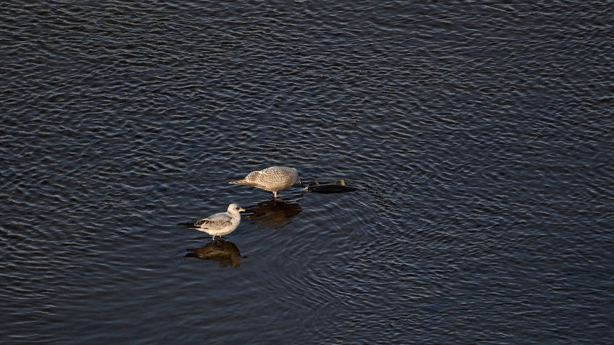 Gaviota Groenlandesa - ML613641835