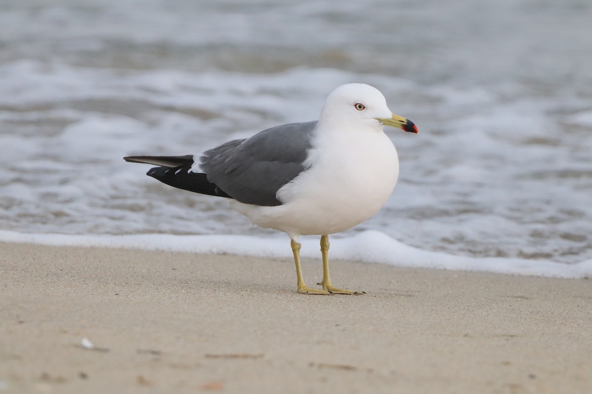 Black-tailed Gull - ML613641853