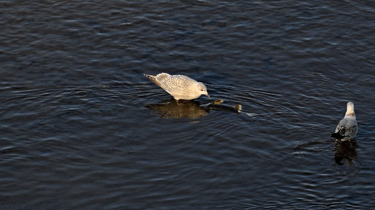 Goéland arctique - ML613641859