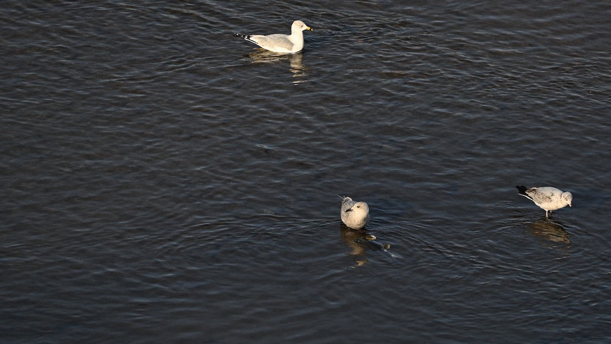 Goéland arctique - ML613641861