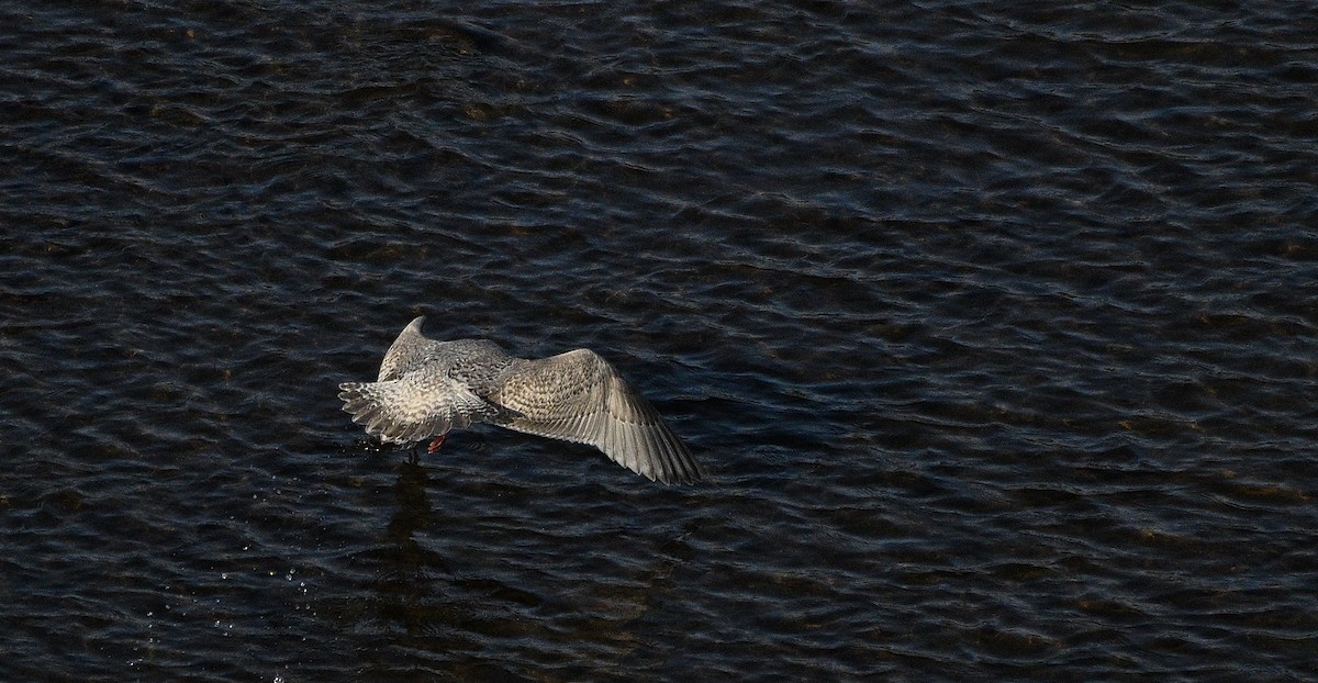 Goéland arctique - ML613641862