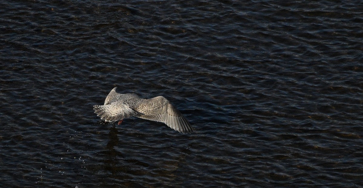 Gaviota Groenlandesa - ML613641862