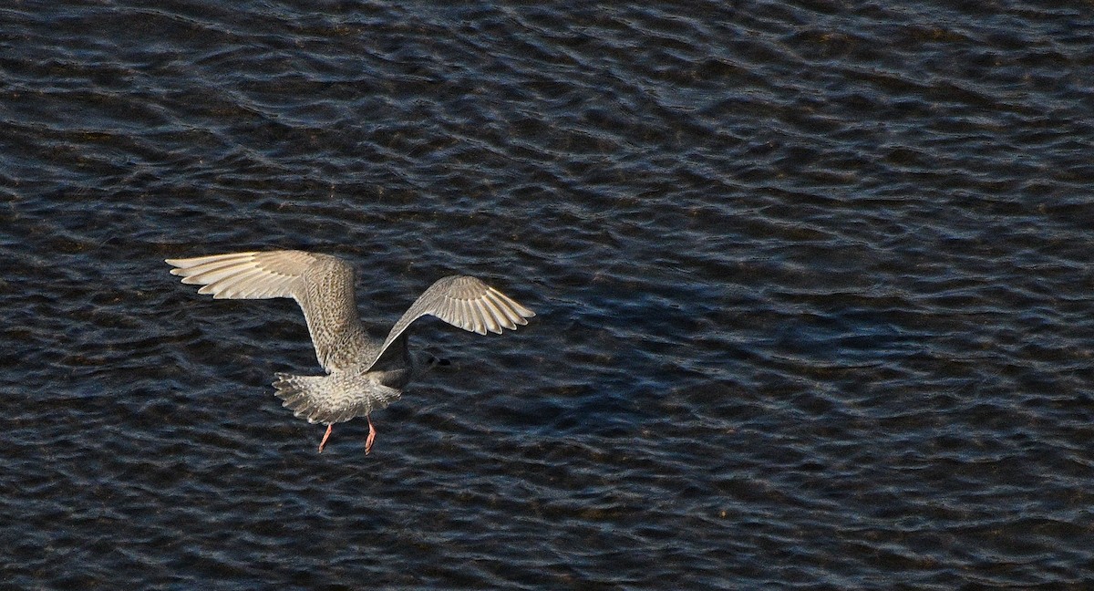 Iceland Gull - Steve Butterworth