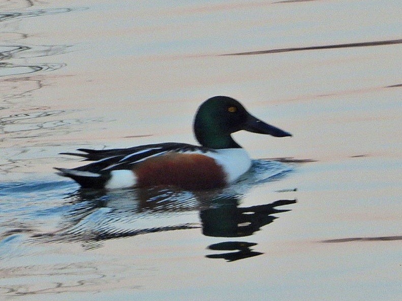 Northern Shoveler - ML613641973