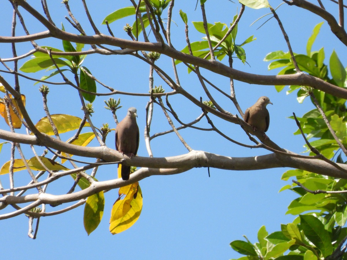 Ruddy Ground Dove - ML613641977