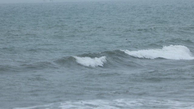 Macreuse brune - ML613642056