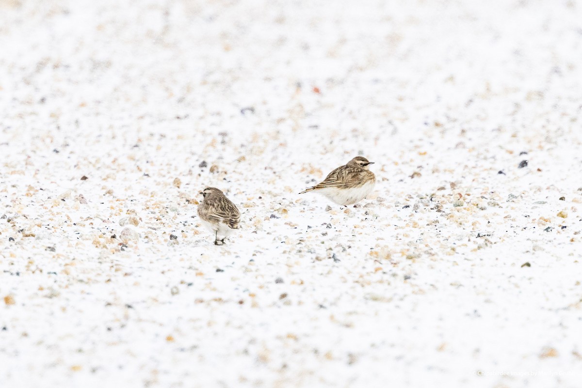 Horned Lark - ML613642095