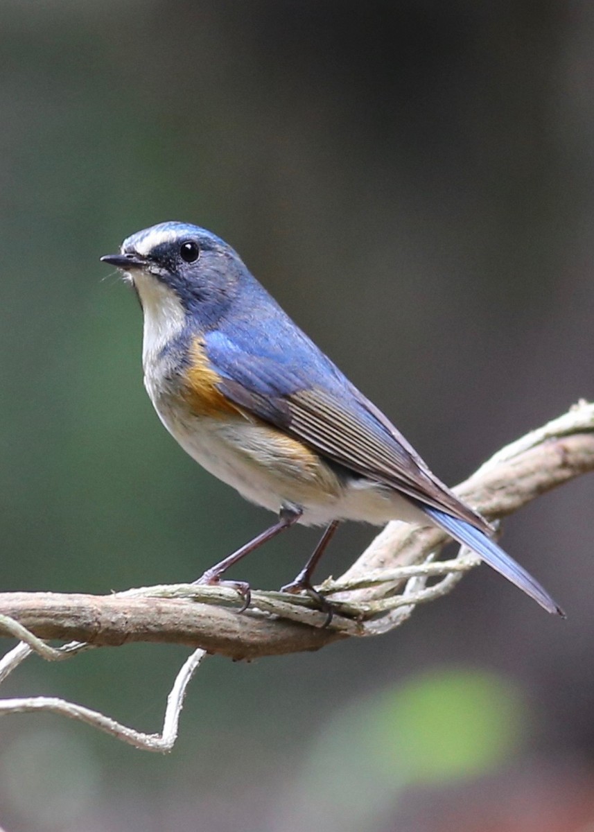 Red-flanked Bluetail - ML613642139