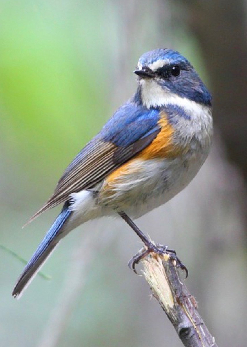 Red-flanked Bluetail - ML613642140