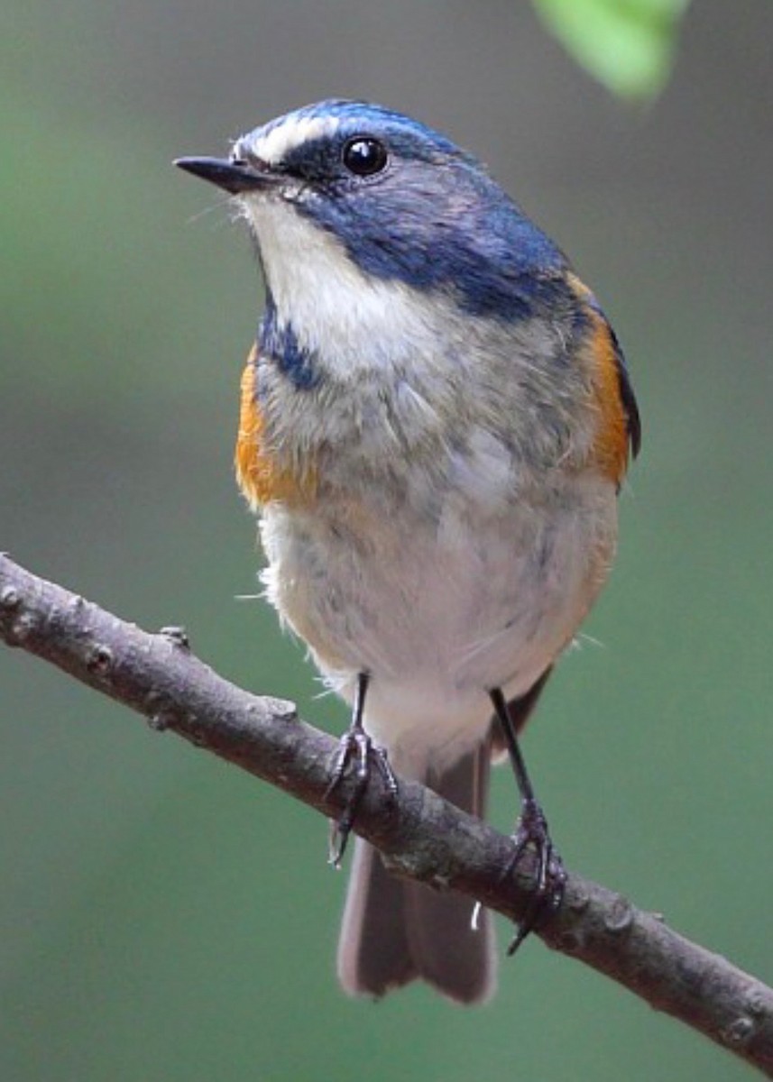 Red-flanked Bluetail - ML613642141