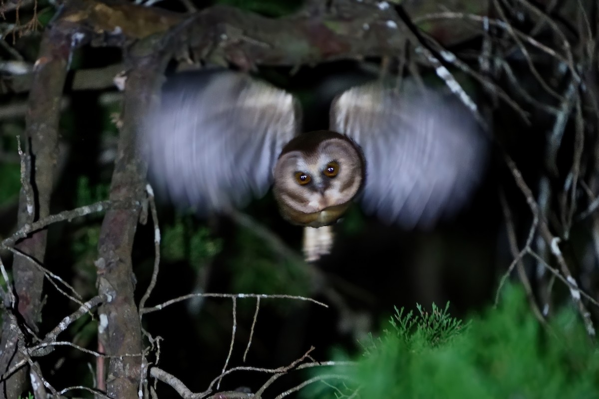 Unspotted Saw-whet Owl - Gil Eckrich