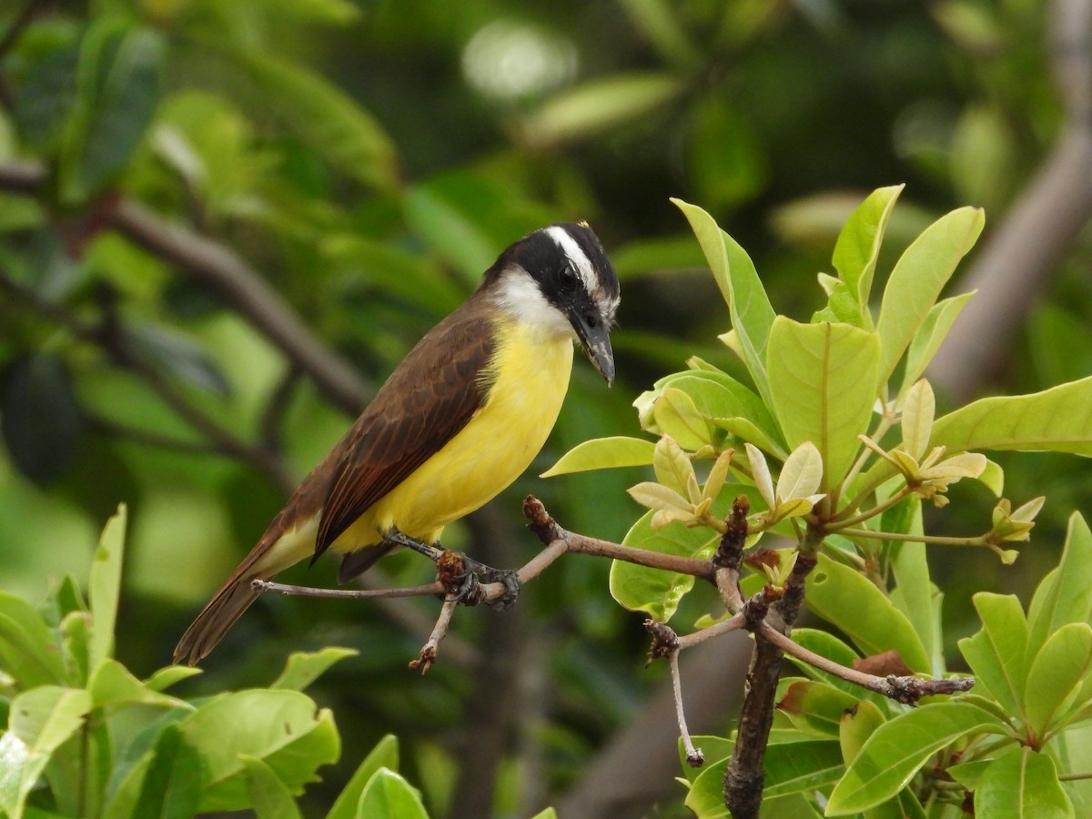 Great Kiskadee - ML613642186