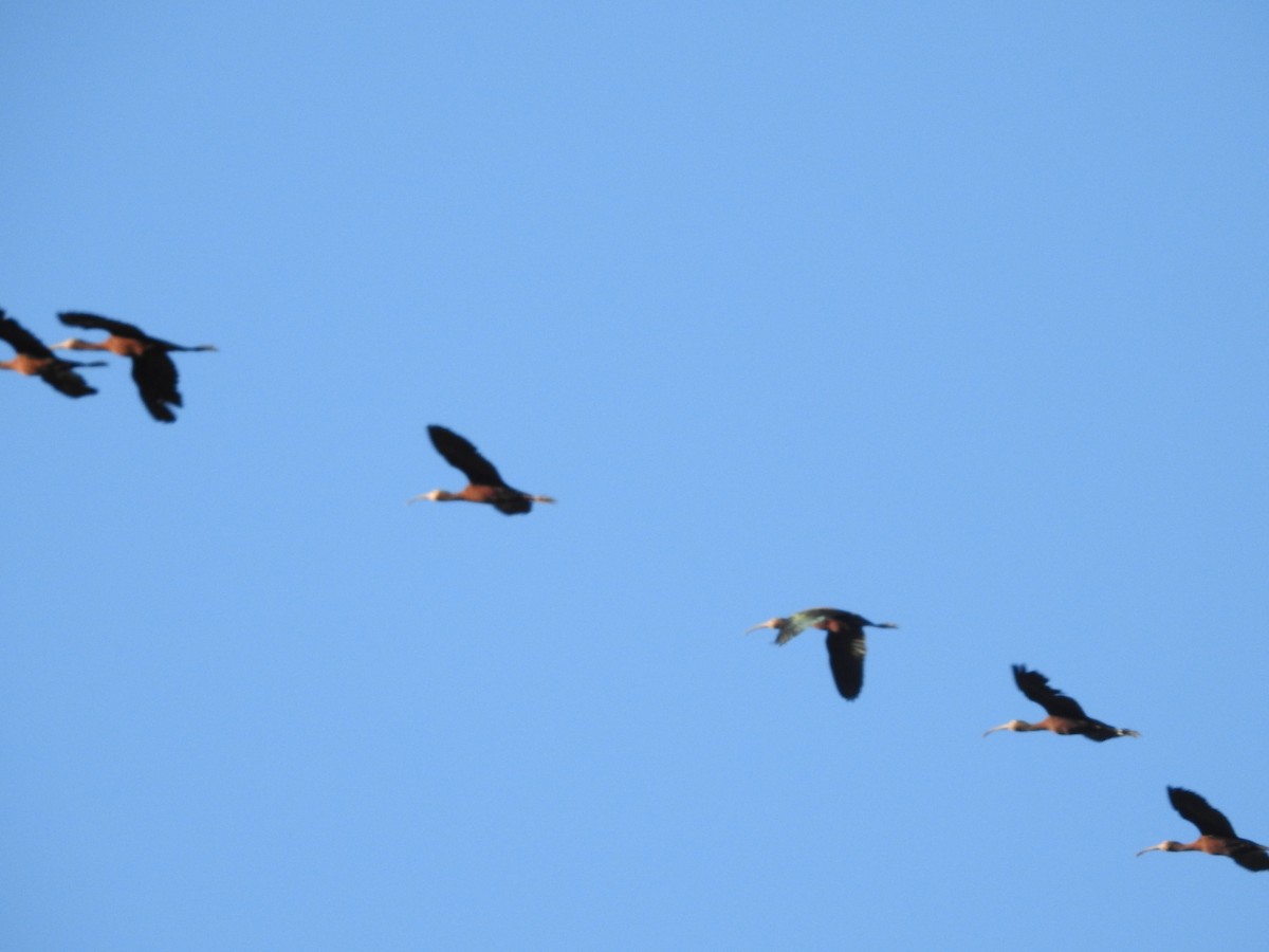 ibis americký - ML613642196