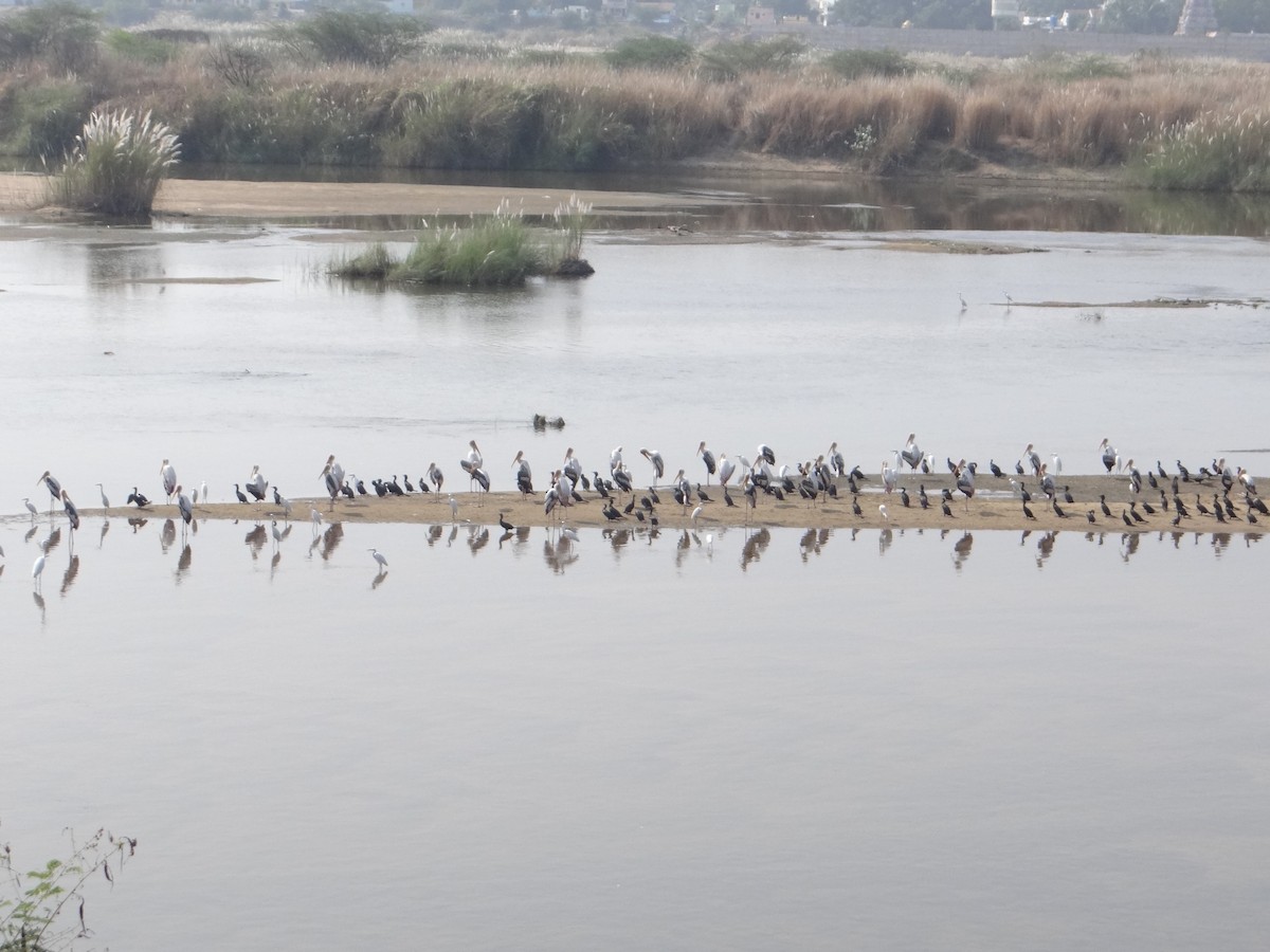 Painted Stork - ML613642210