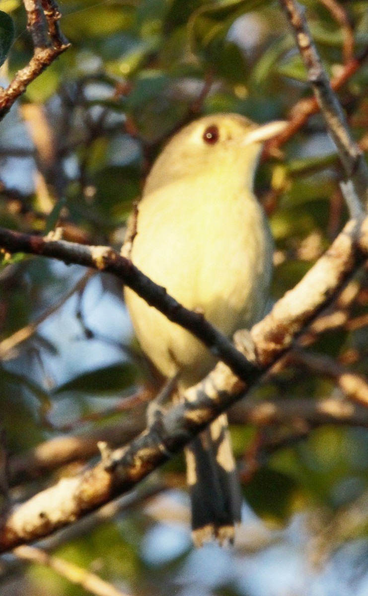 Cuban Vireo - ML613642232