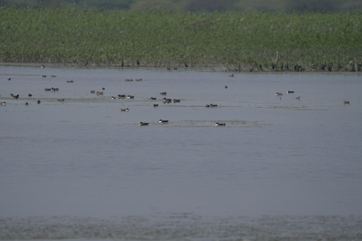 Northern Shoveler - ML613642303