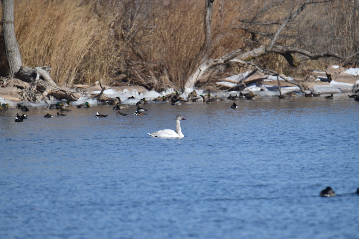 Tundra Swan - Josh Smith