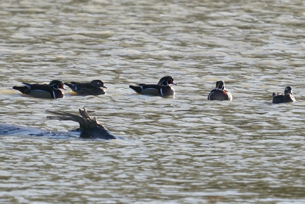 Wood Duck - ML613642333