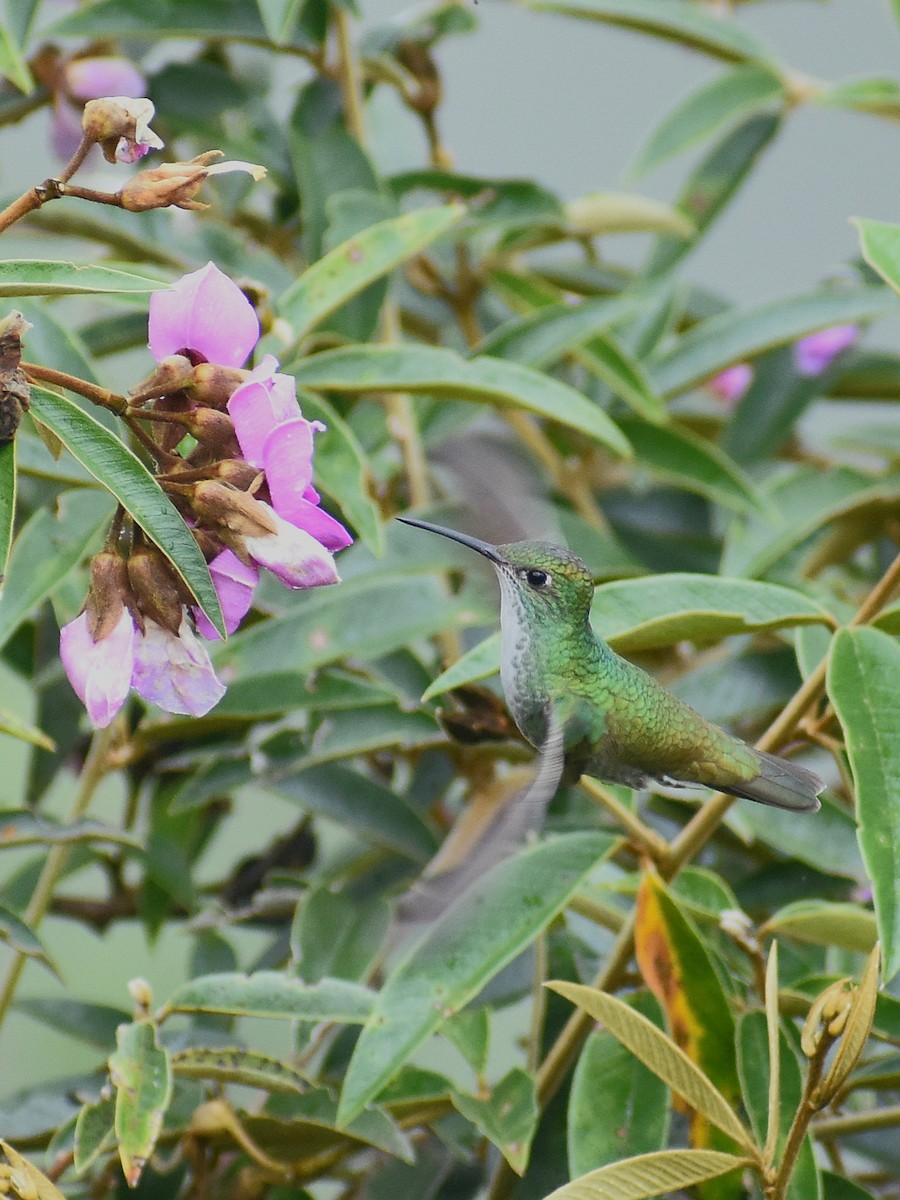 White-bellied Hummingbird - ML613642398