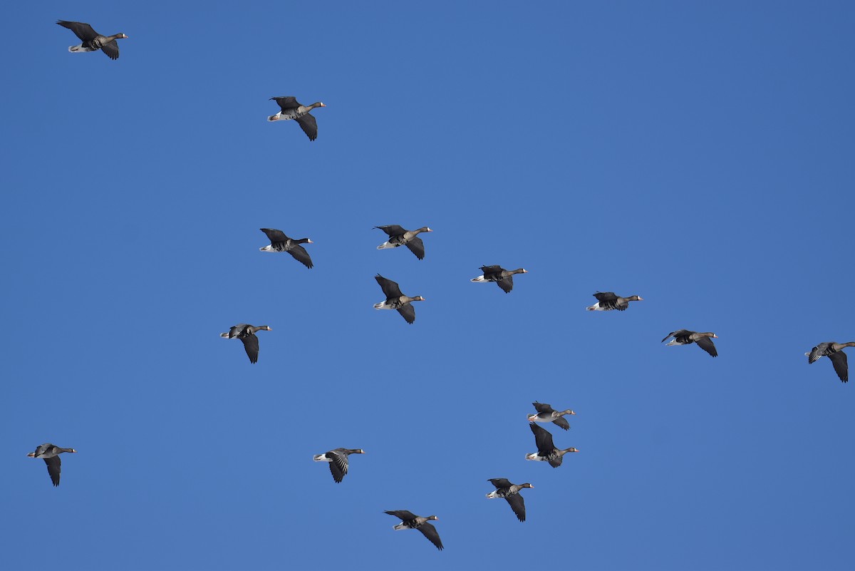 Greater White-fronted Goose - Josh Smith