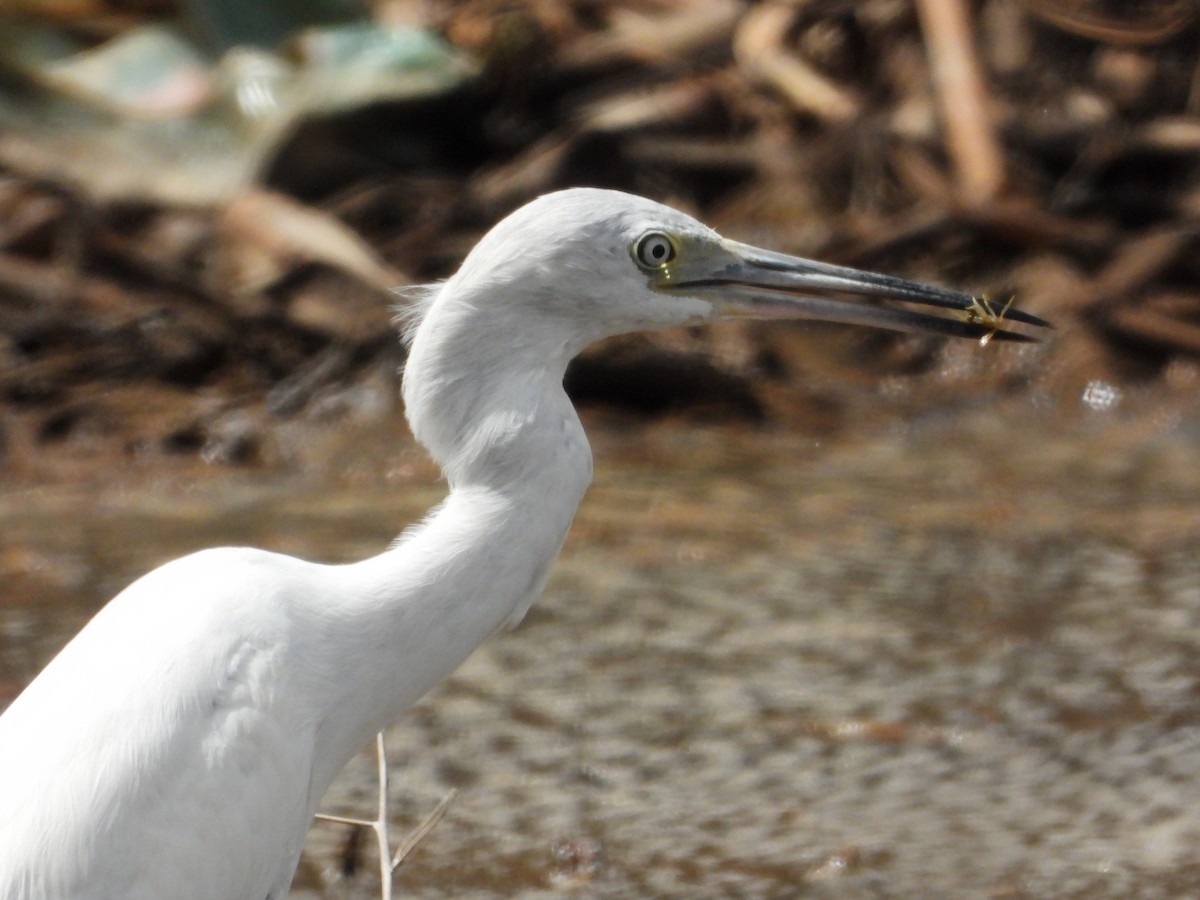 Little Blue Heron - ML613642592