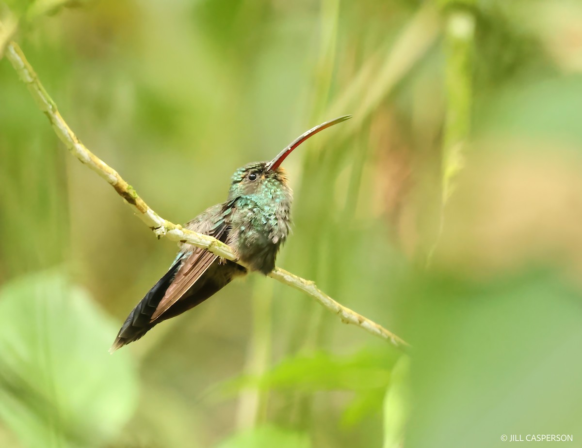 Green Hermit - Jill Casperson