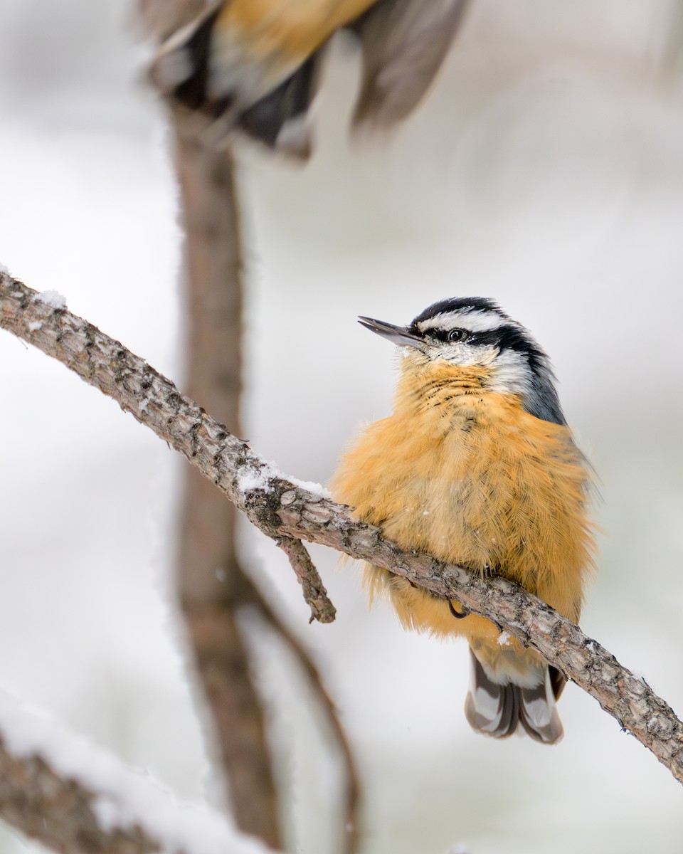 Red-breasted Nuthatch - Simon Tolzmann