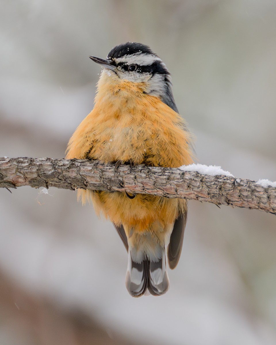 Red-breasted Nuthatch - Simon Tolzmann