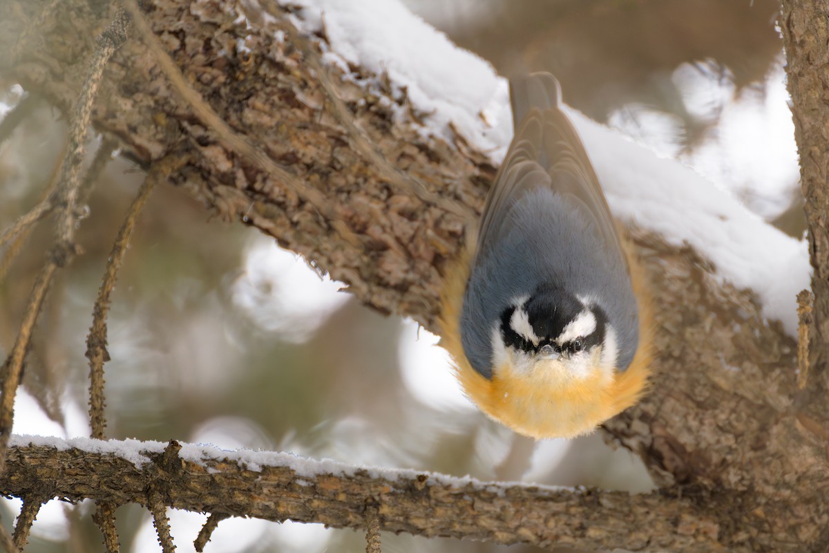 Red-breasted Nuthatch - Simon Tolzmann