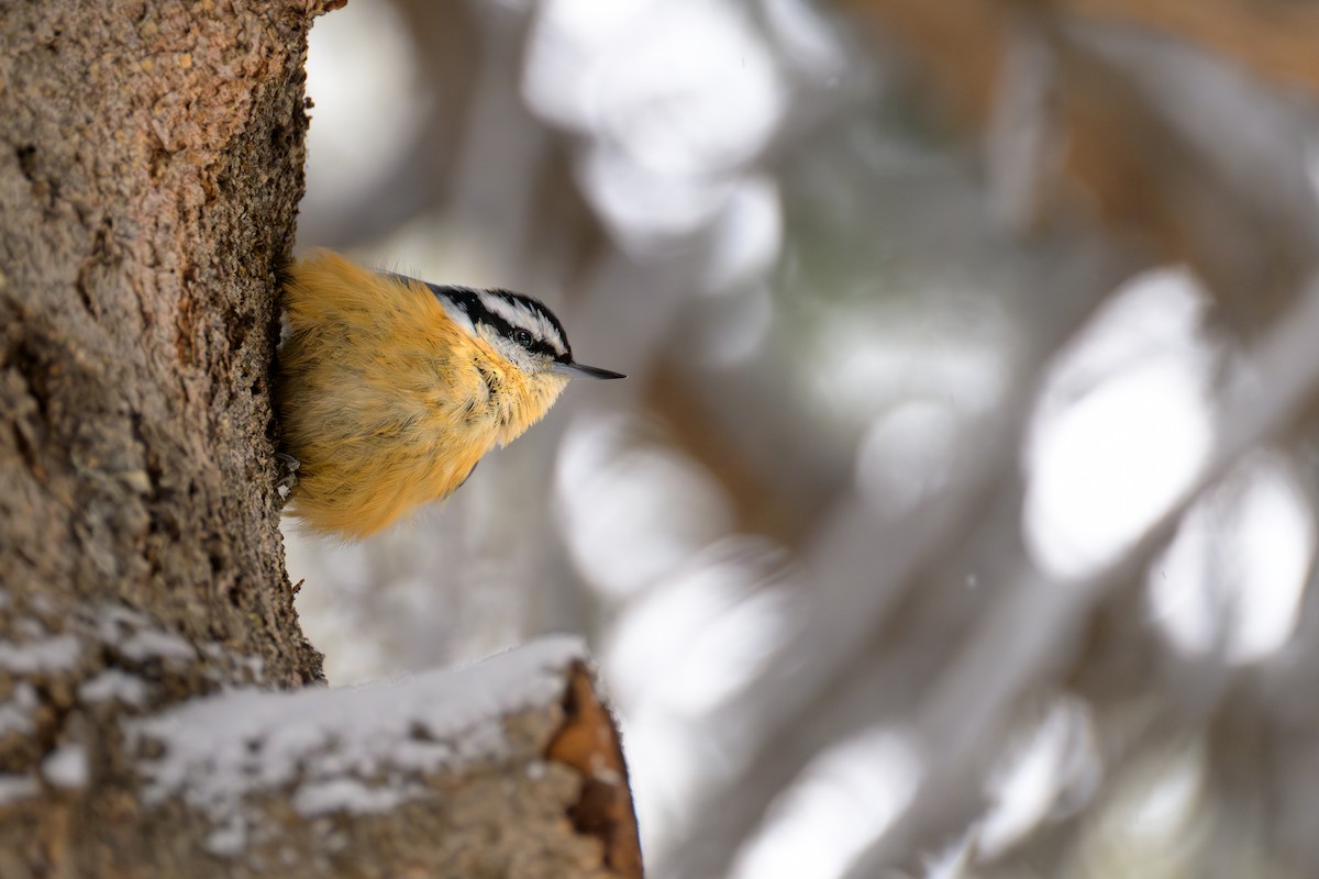 Red-breasted Nuthatch - ML613642636