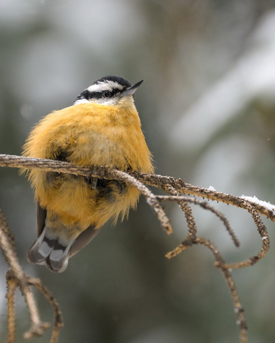 Red-breasted Nuthatch - ML613642637