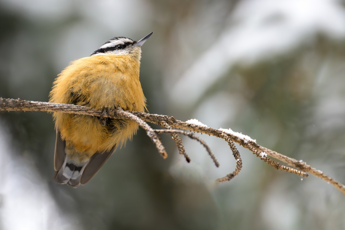 Red-breasted Nuthatch - ML613642638