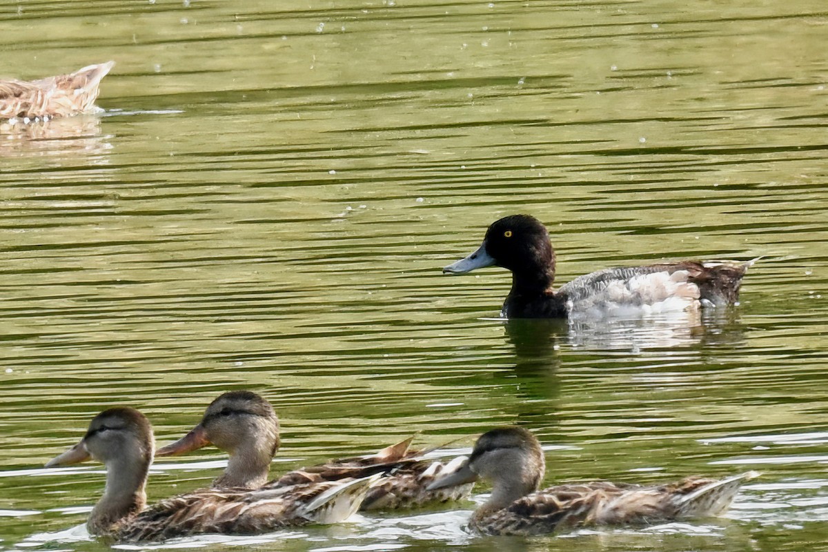 Greater Scaup - George Gibbs