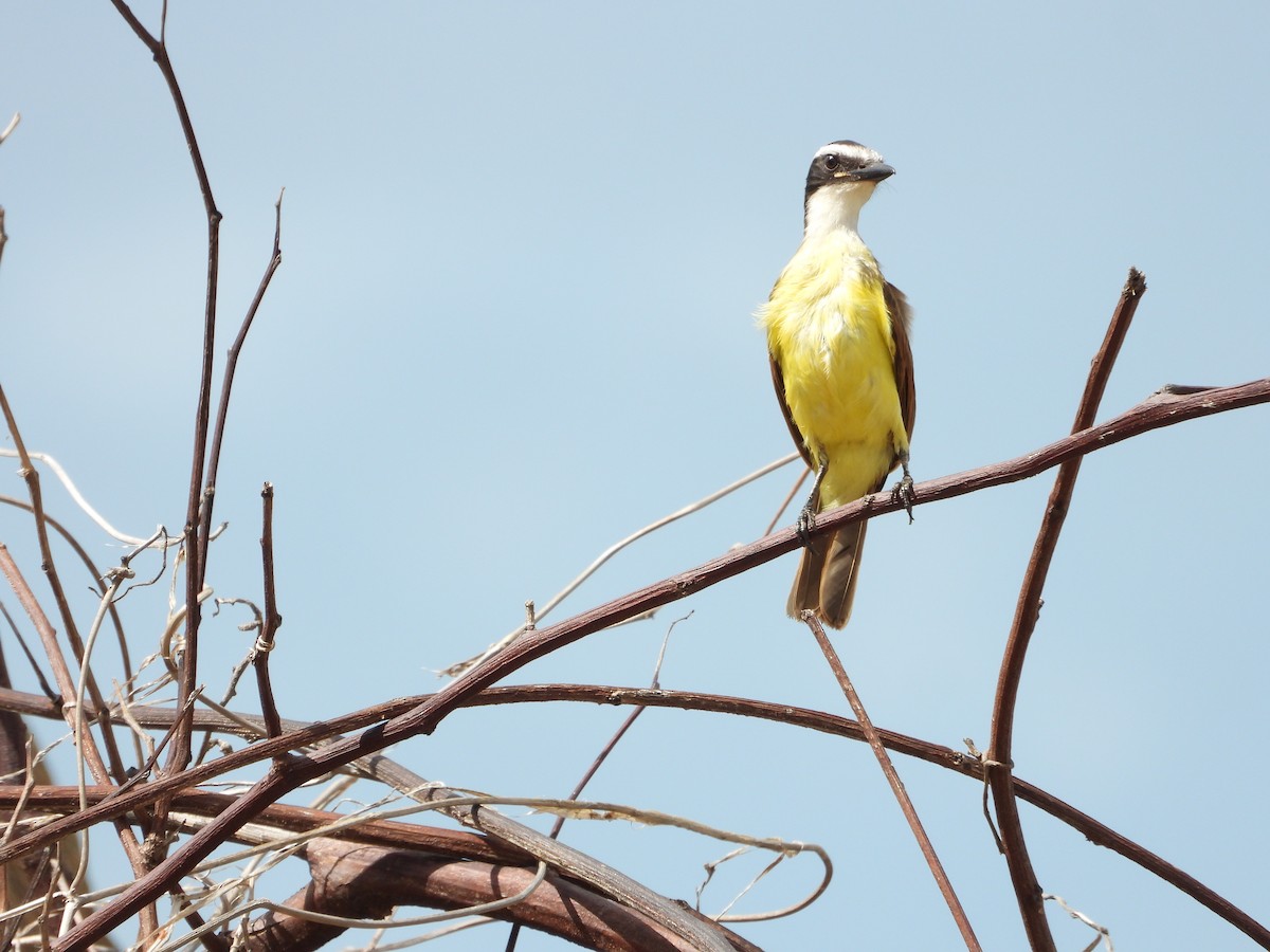 Great Kiskadee - ML613642697