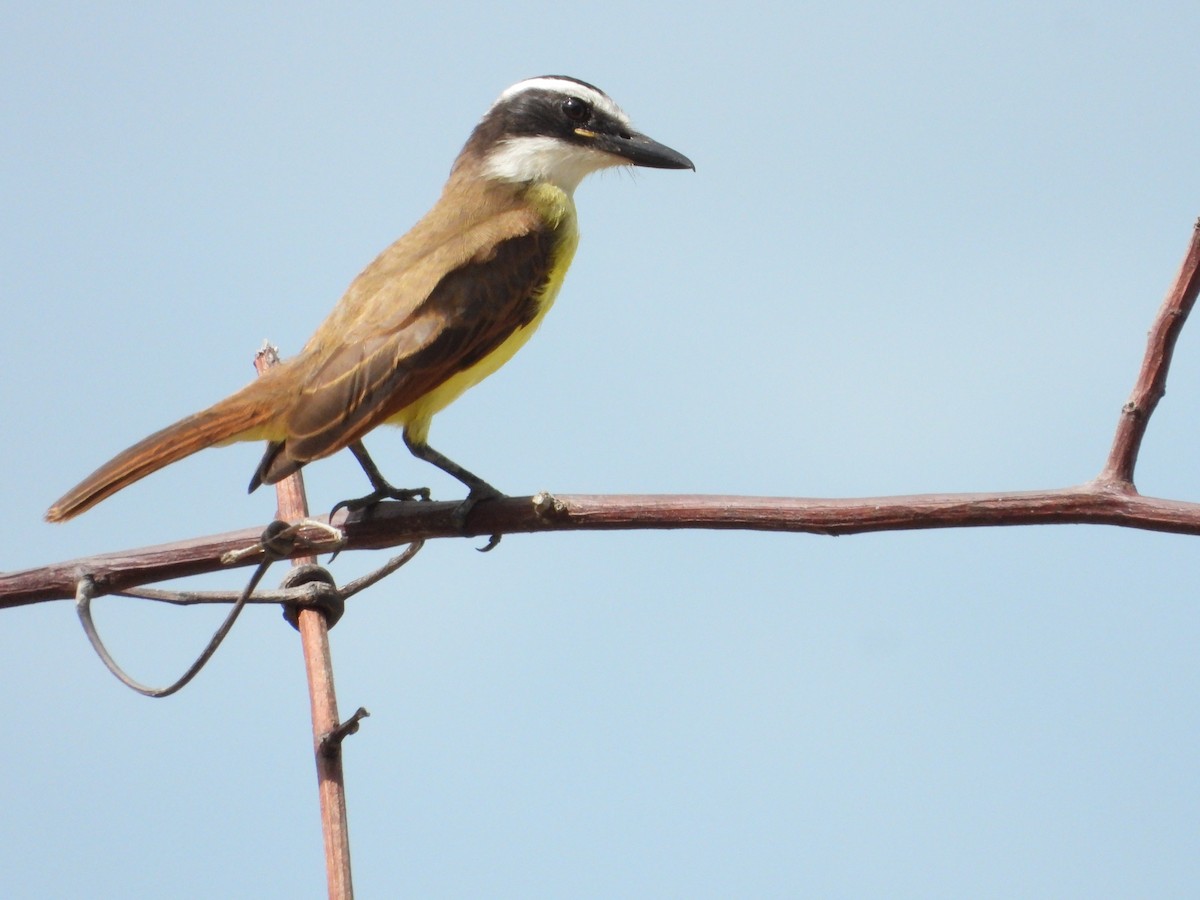 Great Kiskadee - ML613642747