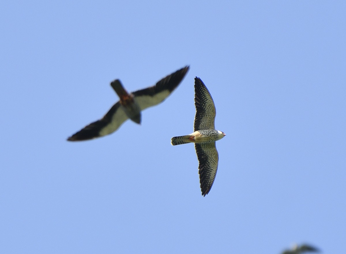 Amur Falcon - ML613642799