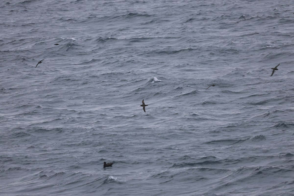 Sooty Shearwater - ML613642812