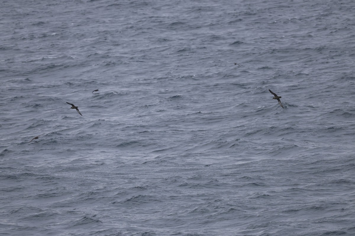 Sooty Shearwater - ML613642813