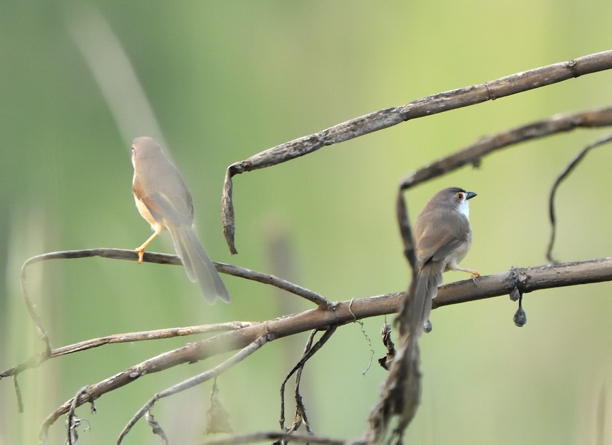 Yellow-eyed Babbler - ML613642818