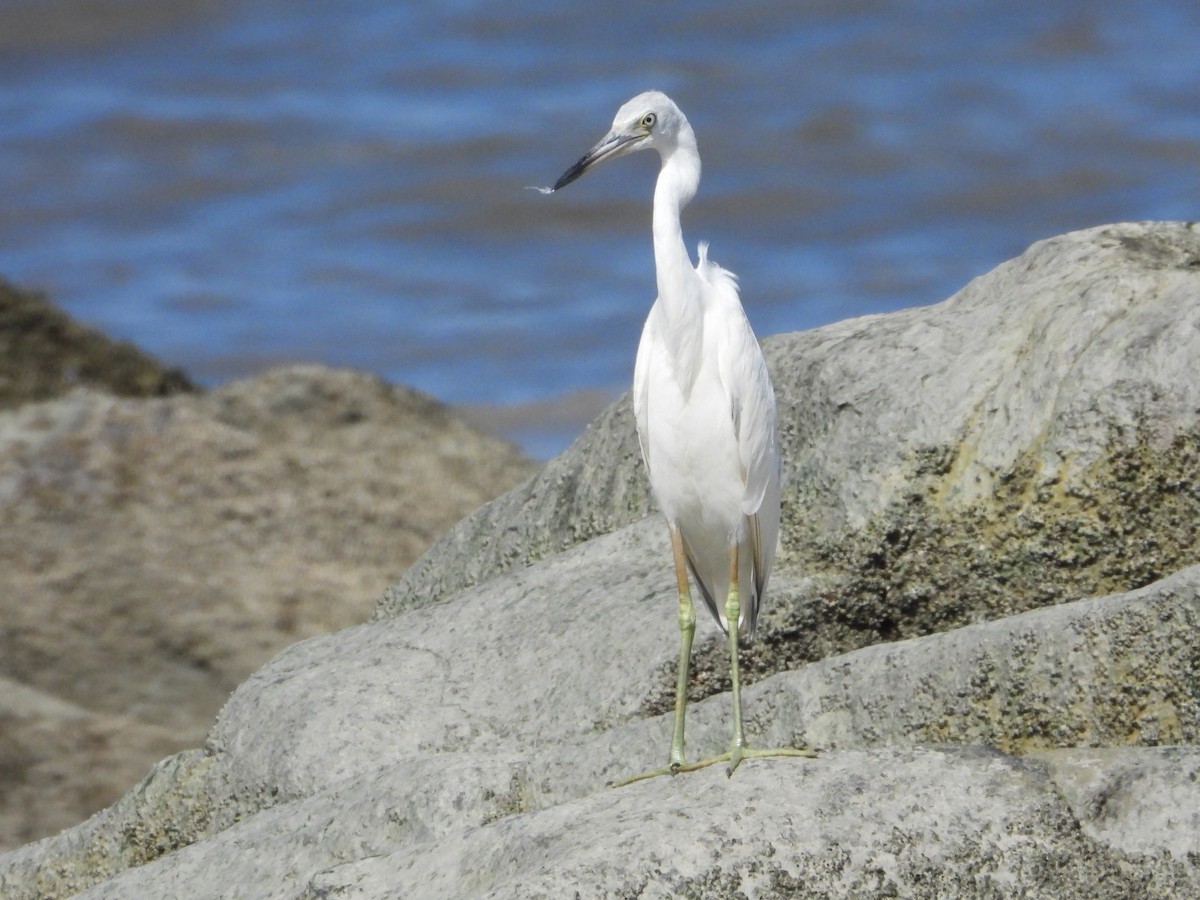 Little Blue Heron - Martin Rheinheimer